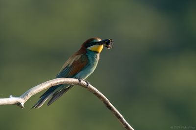 bijeneter - beeeater