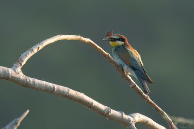 bijeneter - beeeater