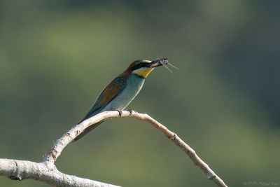 bijeneter - beeeater