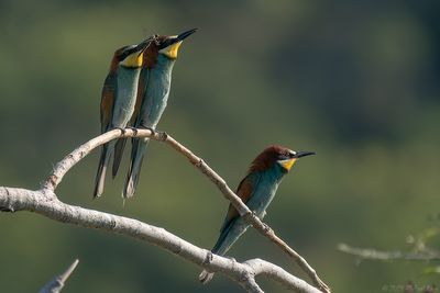 bijeneter - beeeater