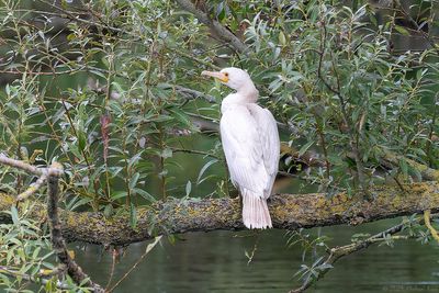Aalscholver - great cormorant