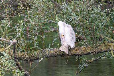 Aalscholver - great cormorant
