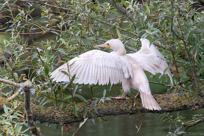 Aalscholver - great cormorant