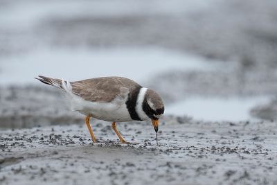 bontbekplevier - ringed plover