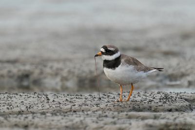bontbekplevier - ringed plover