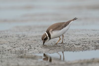 bontbekplevier - ringed plover