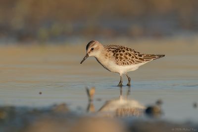 kleine strandloper - little stint