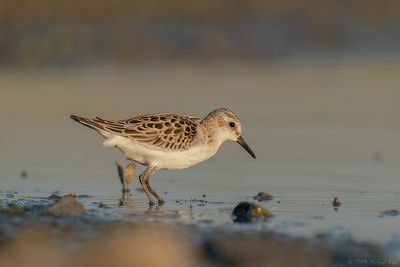 kleine strandloper - little stint