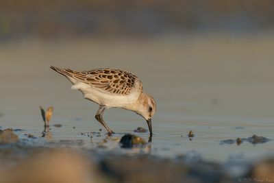 kleine strandloper - little stint
