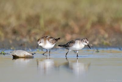 kleine strandloper - little stint