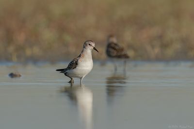 kleine strandloper - little stint