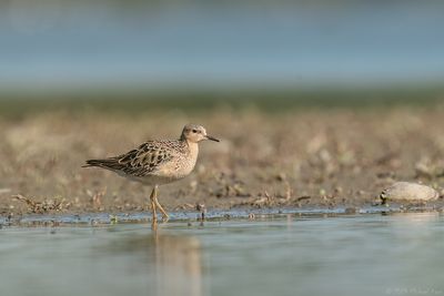 Blonde Ruiter - Buff-breasted Sandpiper