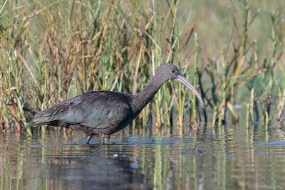 zwarte ibis - glossy ibis
