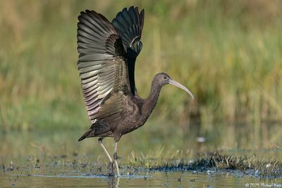 zwarte ibis - glossy ibis