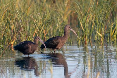 zwarte ibis - glossy ibis