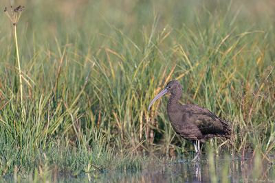 zwarte ibis - glossy ibis