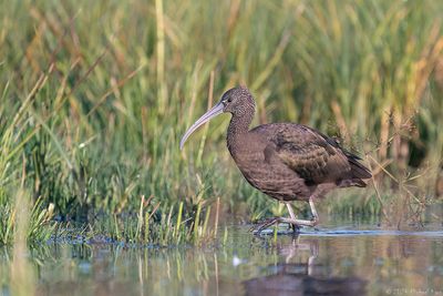 zwarte ibis - glossy ibis