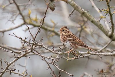 bosgors - rustic bunting