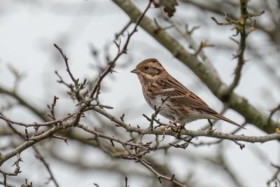 Bosgors - Rustic Bunting