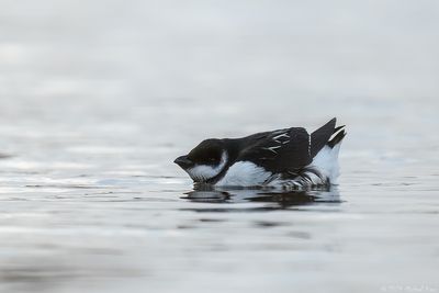 Little Auk - Kleine Alk - Alle alle