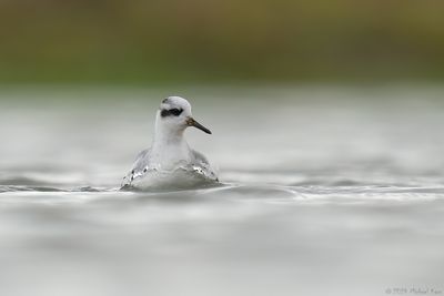 Red Phalarope - Rosse Franjepoot - Phalaropus fulicarius