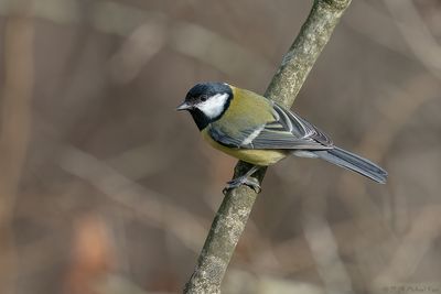 Koolmees - Great Tit