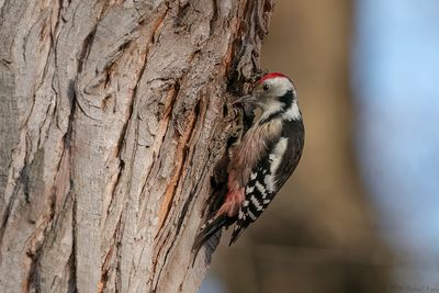middelste bonte specht - middle spotted woodpecker