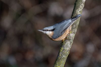 boomklever - eurasian nuthatch
