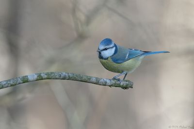 European Blue Tit - Pimpelmees - Cyanistes caeruleus