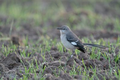 spotlijster - northern mockingbird