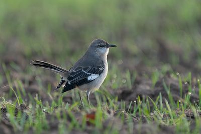 spotlijster - northern mockingbird