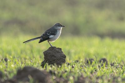 spotlijster - northern mockingbird