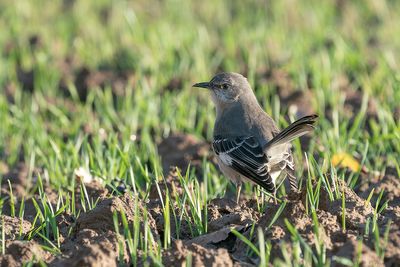 spotlijster - northern mockingbird