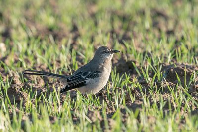 spotlijster - northern mockingbird