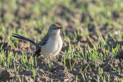 spotlijster - northern mockingbird