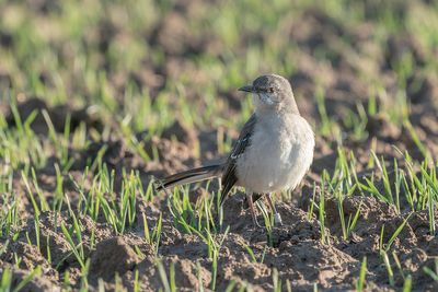 spotlijster - northern mockingbird