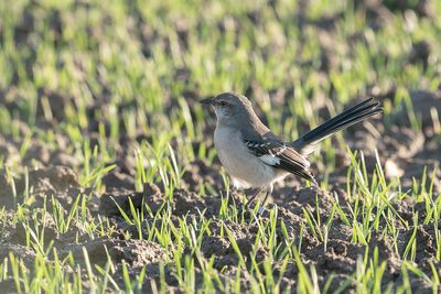 Spotlijster - Northern Mockingbird