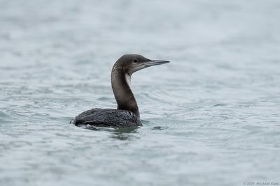 Pacifische Parelduiker - Pacific Loon