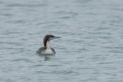 Pacifische Parelduiker - Pacific Loon