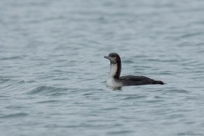 Pacifische Parelduiker - Pacific Loon