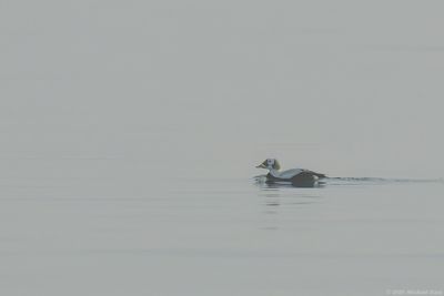 Brileider - Spectacled Eider