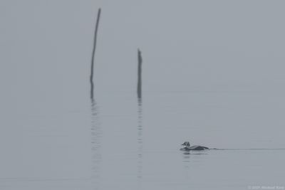 Brileider - Spectacled Eider