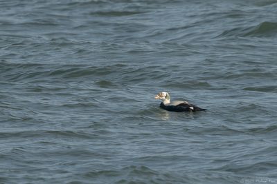 Brileider - Spectacled Eider