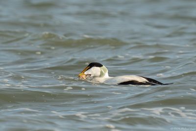 Eider - Eider