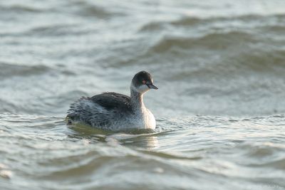 Geoorde Fuut - Black-necked Grebe
