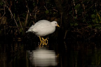 Waterhoen - Moorhen