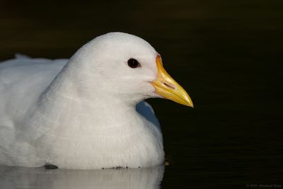 Moorhen - Waterhoen