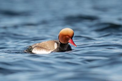 Krooneend - Red-crested Pochard