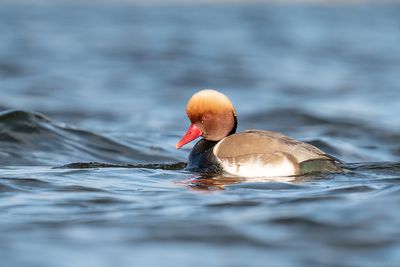 Krooneend - Red-crested Pocard