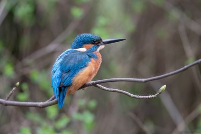 IJsvogel -Kingfisher